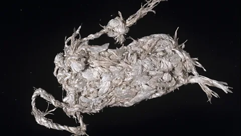 Alamy Eventually Hans Sloane's collection formed the basis of the Natural History Museum, which opened in 1881 (Credit: Alamy)