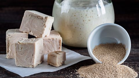 Cubes of fresh yeast, a glass of active wet yeast and a bowl of dried yeast