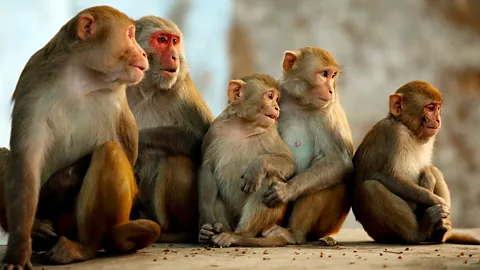 Getty Images When adult rhesus macaque monkeys were shown a video of other monkeys scratching, they scratched themselves, a study in 2013 showed (Credit: Getty Images)