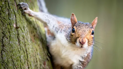 Getty Images A grey squirrel, an invasive species in the UK
