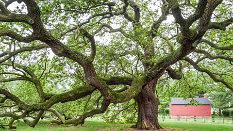 Jeffrey Isaac Greenberg 9+/Alamy The nearby Emancipation Oak marks the spot where the Emancipation Proclamation was first read in the Southern US (Credit: Jeffrey Isaac Greenberg 9+/Alamy)