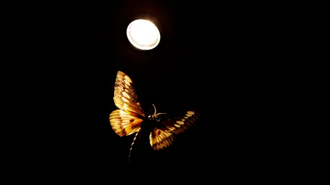 Why insects are drawn to artificial light at night