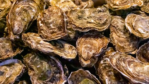 A close up image of many oysters