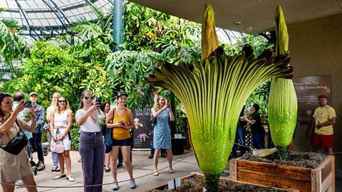 A group of visitors snapping photos of the Corpse Flower, a very tall green plant, in bloom.