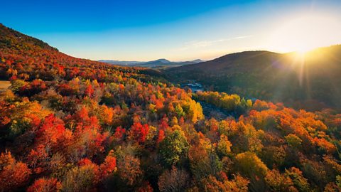 A mountain covered in bright red trees against a blue sky.