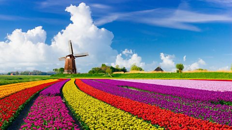 Colourfoul tulip field in front of a windmill under a blue sky.