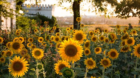 A sunflower field with a castle in the background.