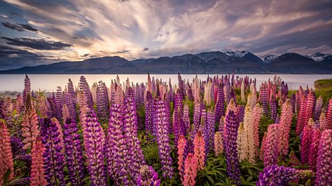 A vast field of pink and purple tall flowers called lupins, with a lake and mountains in the background.