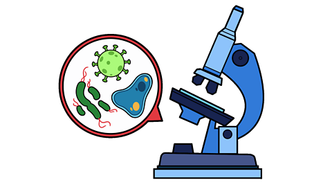 A microscope with an arrowed circle next to it showing enlarged, differently shaped germs.