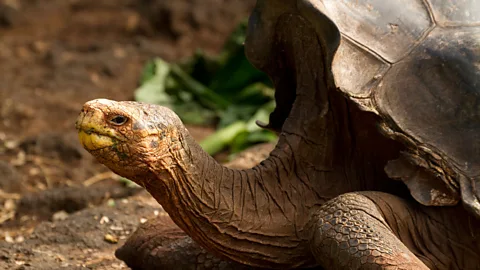 Alamy Diego, the tortoise who almost single handedly saved his own species