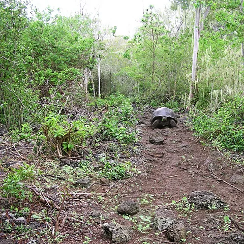 Iniciativa Galápagos Giant tortoises clear trails as they travel across the island (Credit: Iniciativa Galápagos)