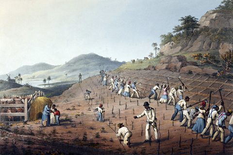 An illustration depicting a slave workforce working on a sugar plantation on the Caribbean island of Antigua.