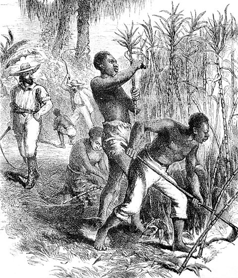 An illustration of enslaved Africans working to harvest sugar cane on a plantation.