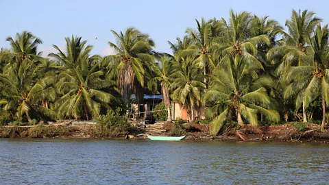 Pilar Egüez Guevara The Esmeraldas coast of Ecuador, which boasts jungle, rugged beaches and coconut trees, is
the home of the blue crab (Credit: Pilar Egüez Guevara)