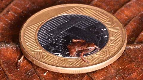 See the world's tiniest frogs - and why being so small is so hard