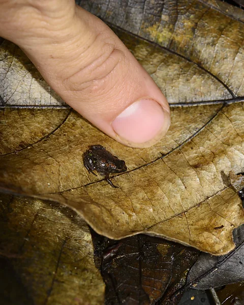 See the world's tiniest frogs - and why being so small is so hard