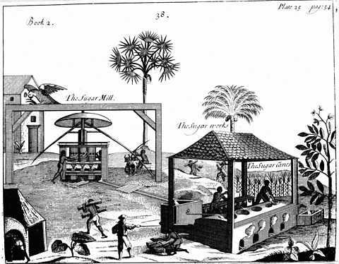 An illustration showing a sugar refinery on a plantation in the West Indies, 1725