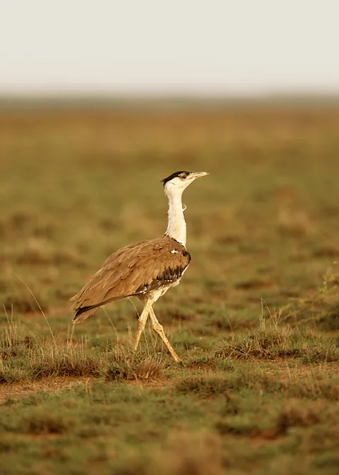 Godawan Whisky There are barely 120 Great Indian Bustard (godawan) birds left in India (Credit: Godawan Whisky)