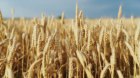 Close up of a field of wheat going off into the distance and blue sky above