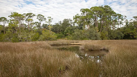 Linda Burek/Alamy As early as 1687, formerly enslaved Black people headed south through swamps in search of freedom instead of north (Credit: Linda Burek/Alamy)