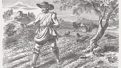 An illustration of the parable of the sower, published in 1877