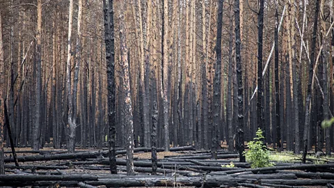 Getty Images Around 2,000 environmentally protected areas in Ukraine have been under Russian occupation (Getty Images)