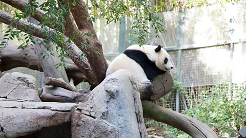 A brief history of 'panda diplomacy' - with new additions to global zoos