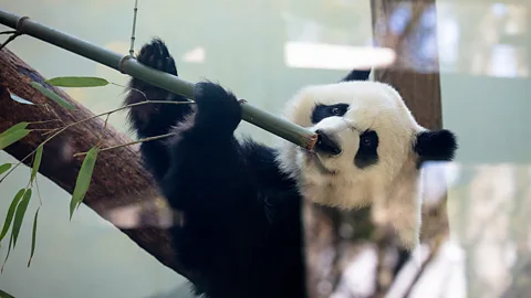 A brief history of 'panda diplomacy' - with new additions to global zoos