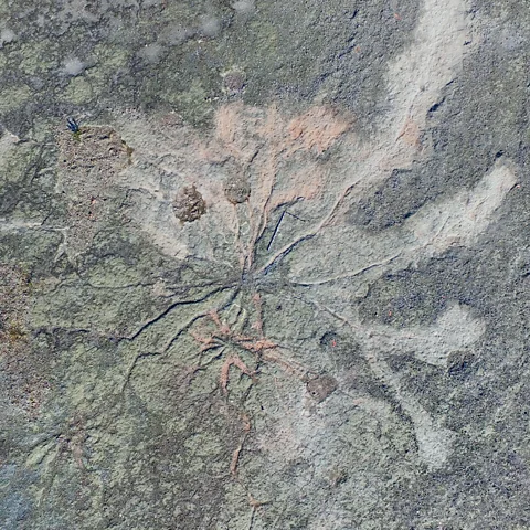 William Stein The research team in Cairo, NY, have uncovered 11 large root systems of ancient trees (Credit: William Stein)