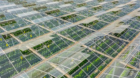 An aerial view of many greenhouses in several rows