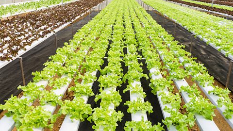 Eight rows of lettuce growing by hydroponics going into the distance