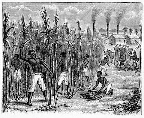 Engraving showing enslaved Africans harvesting sugar cane