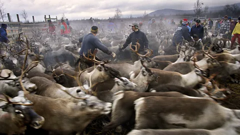 Getty Images Some fear that traditional knowledge to do with reindeer herding, fishing and the Arctic landscape will vanish along with certain words (Credit: Getty Images)