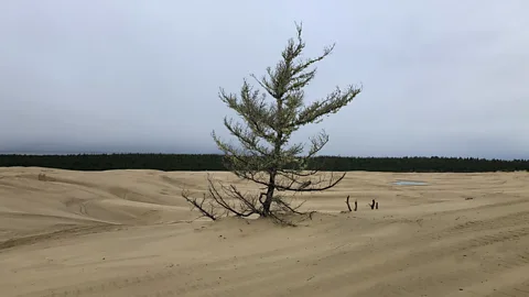 Nathaniel Scharping Returning the Oregon dunes to nature involves difficult choices - there would always be winners and losers (Credit: Nathaniel Scharping)