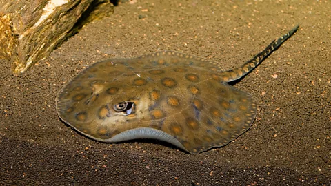 Getty Images It is rare for vertebrates to undergo parthenogenesis, but a stingray in North Carolina appears to have fallen pregnant without a male (Credit: Getty Images)