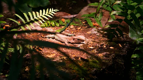 Getty Images A Chihuahuan spotted whiptail lizard in woodland (Credit: Getty Images)