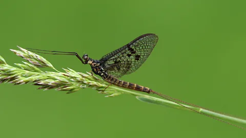 Getty Images It is common for mayflies to reproduce through parthenogenesis (Credit: Getty Images)