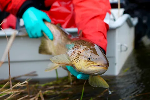 Kim Birnie-Gauvin River blockades, such as dams, pose particular problems for migratory fish. (Credit: Kim Birnie-Gauvin)