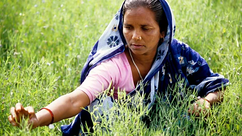 Getty Images Em países como a Índia, as lentilhas são uma importante fonte de proteína;  25% das calorias contidas na leguminosa vêm de proteínas (fonte da imagem Getty Images)