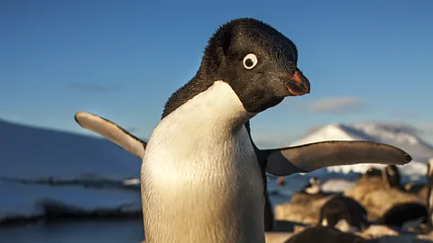 Getty Images The resident population of Adélie penguin often need to be moved out of the way by trained personnel to ensure they are not harmed by the construction work (Credit: Getty Images)