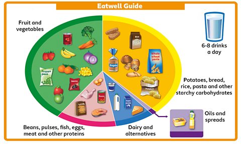 The Eatwell Guide, which is a circle split into five separate segments of different sizes. There is a large green segment called 'Fruit and vegetables' which shows a selection of fruit and vegetables. There is a large yellow segment called 'Potatoes, bread, rice, pasta and other starchy carbohydrates' with pictures of the food types mentioned, There is a small purple segment called 'Oils and spreads' with images of the named foods. There is a medium-sized blue segment called 'Dairy and alternatives' with images of milk, cheese, yoghurt and soy milk. There is a medium-sized pink segment called 'Beans, pulses, fish, eggs, meat and other proteins' with images of the named food types. There is also a glass of water with the label '6-8 glasses a day'.