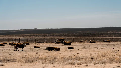 Getty Images Higher temperatures and drought conditions in Texas are expected to increase the increase the severity, frequency, and extent of wildfires in the future (Credit: Getty Images)