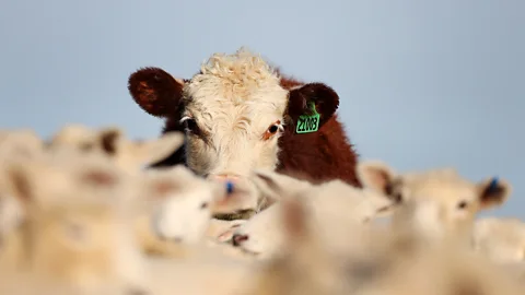 Getty Images Cows at a dairy farm in New Zealand (Getty Images)