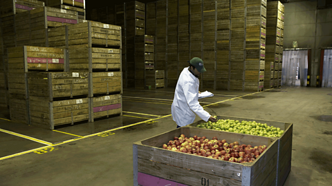 Apples in controlled atmosphere storage