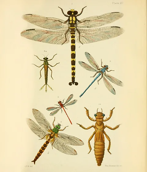 Internet Archive and George Vernon Hudson The Uropetala carovei, or giant dragonfly, was one of many endemic species George Hudson documented in his 1892 book. (Credit: Internet Archive and George Vernon Hudson)