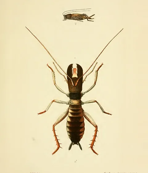 Internet Archive and George Vernon Hudson Tree wētā are endemic to New Zealand (Credit: Internet Archive and George Vernon Hudson)