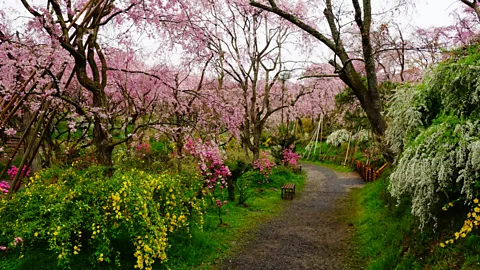 Getty Images Cherry blossoms are beautiful at ground level, and even more so when viewed from high above at Kyoto's Haradani-en Garden (Credit: Getty Images)