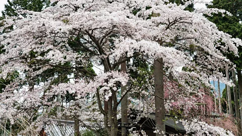 Alamy Stock Photo Timing is everything when it comes to enjoying the cherry blossoms, but late bloomers can still find them at Sanzenin Temple just outside of Kyoto (Credit: Alamy Stock Photo)