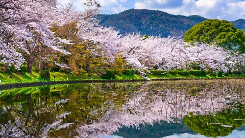 Alamy Stock Photo Arashiyama Kyoto cherry blossom hanami sakura