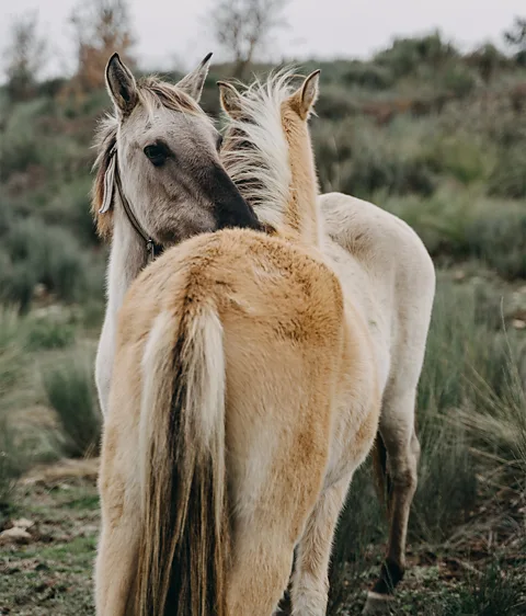 Diana Takacsova Rewilding Portugal has also released two herds of 20 Sorraia horses, an endanged local breed, in Portugal's Côa Valley (Credit: Diana Takacsova)